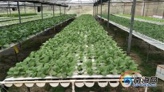儋州“90后”创业青年无土培育蔬菜走出致富路