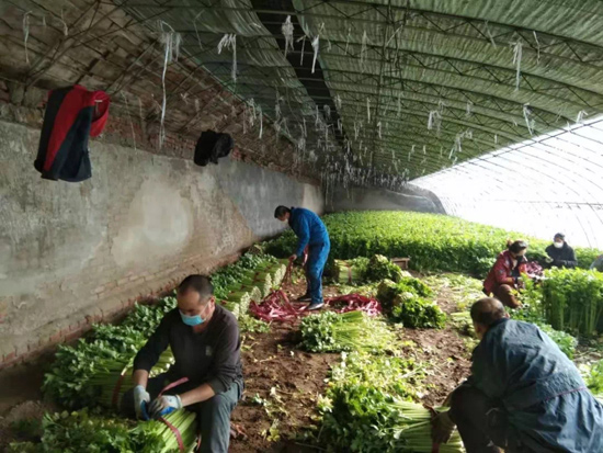 220万斤芹菜找到销路村民辛苦一年的成果保住了
