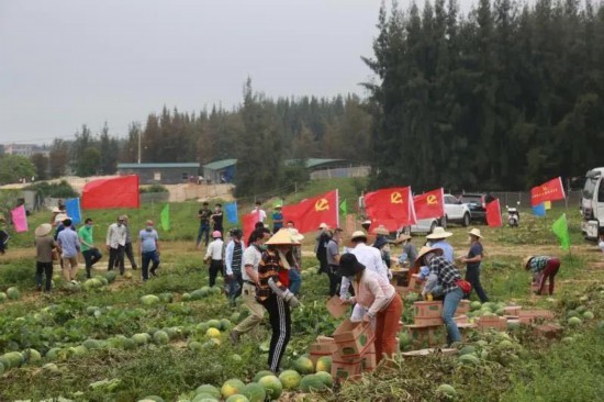 万宁市委办开展党日活动助农志愿采摘购买西瓜
