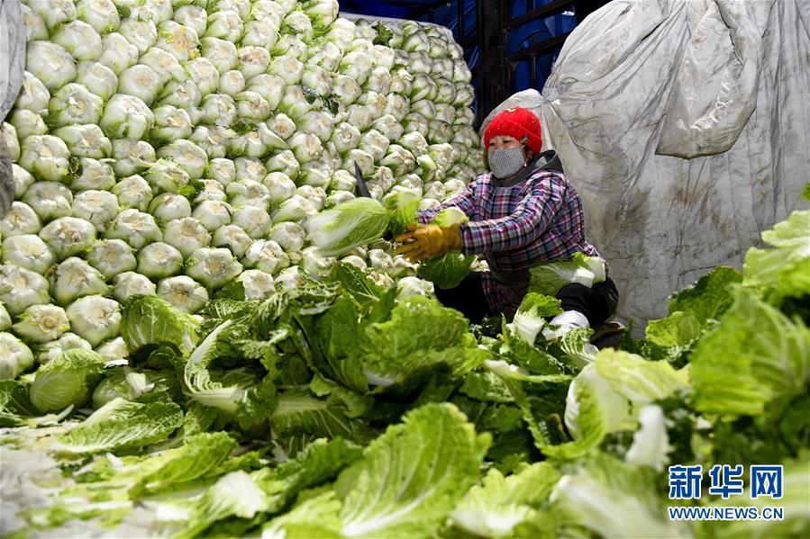 （聚焦疫情防控·新华视界）（1）山东寿光：积极保障蔬菜供应