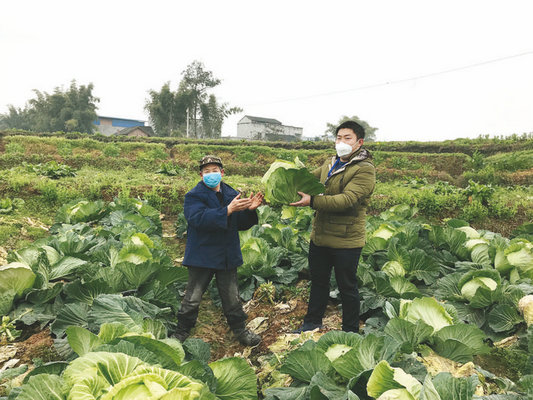 泸州泸县采购30万元蔬菜种子抗疫保供