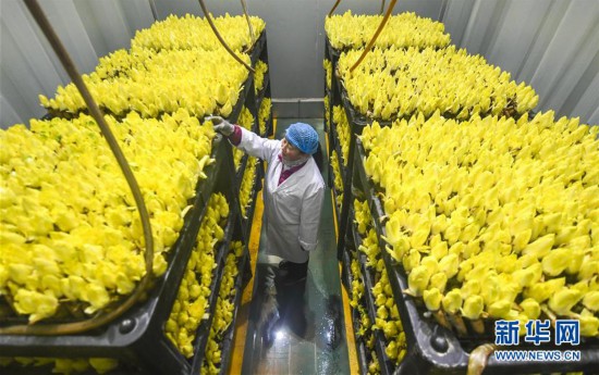 （经济）（1）河北霸州：菊苣订单生产忙