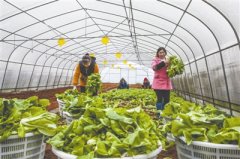 黔西县谷里镇清明村种植有机蔬菜助力群众增收