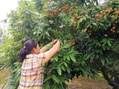 博罗通过特色水果种植及产业链延伸，收获甜蜜事业