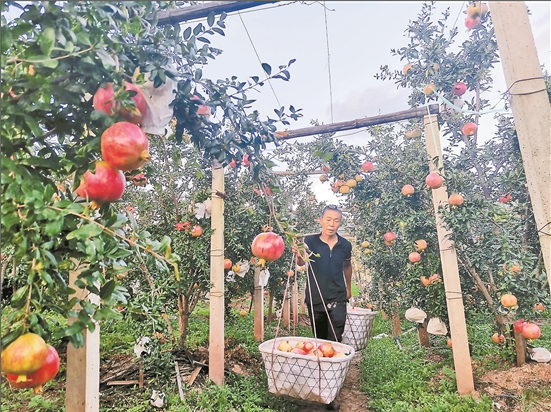 水果种植鼓起群众“钱袋子”