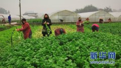 重庆铜梁：5万亩在地蔬菜保障市场供应