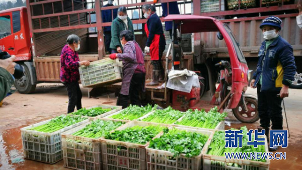 重庆铜梁：5万亩在地蔬菜保障市场供应