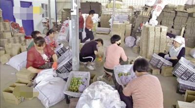 吴雷创办的果宝公司为当地村民提供了就业岗位