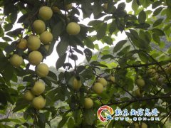 黄平县旧州镇白水寨村水果产业挺起扶贫路