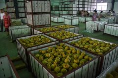刘套镇：立足水果产业带领群众脱贫