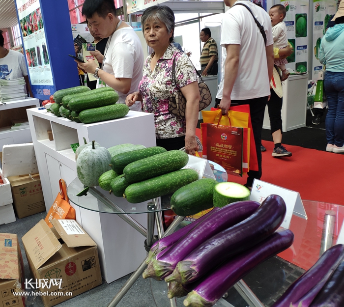 紫色白菜、一尺长辣椒、生吃的冬瓜 蔬菜新品种亮相中国（曲周）蔬菜种业博览会