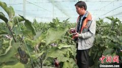 数字化“智慧农业”助力江西赣州蔬菜产业转型升级