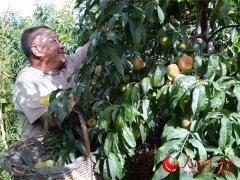 新疆和静县：农家小果园结出“幸福桃”