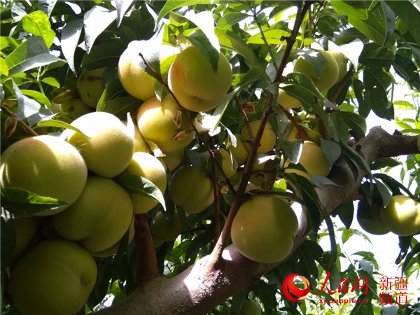 新疆和静县：农家小果园结出“幸福桃”