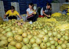 天等县大力发展水果种植业