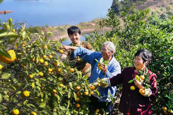 一天双喜临门 杭州淳安橘王老章把橘子卖到加拿大