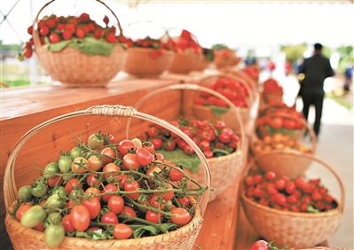 广州集中展示1387个蔬菜新品种：番茄鲜甜多汁菜心清脆可口