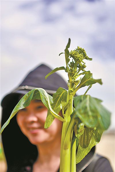 广州集中展示1387个蔬菜新品种：番茄鲜甜多汁菜心清脆可口