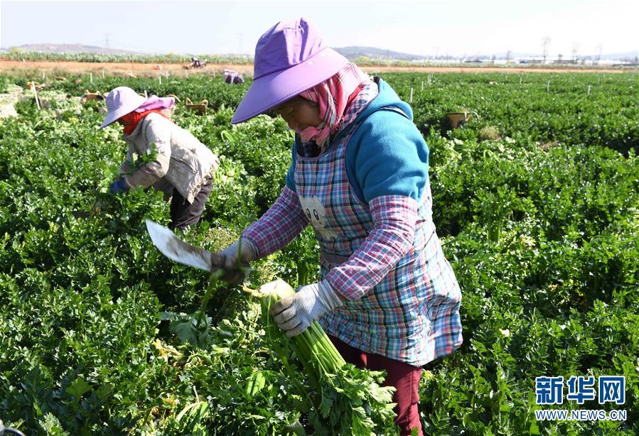 （经济）（1）云南曲靖：发展蔬菜种植产业促农增收