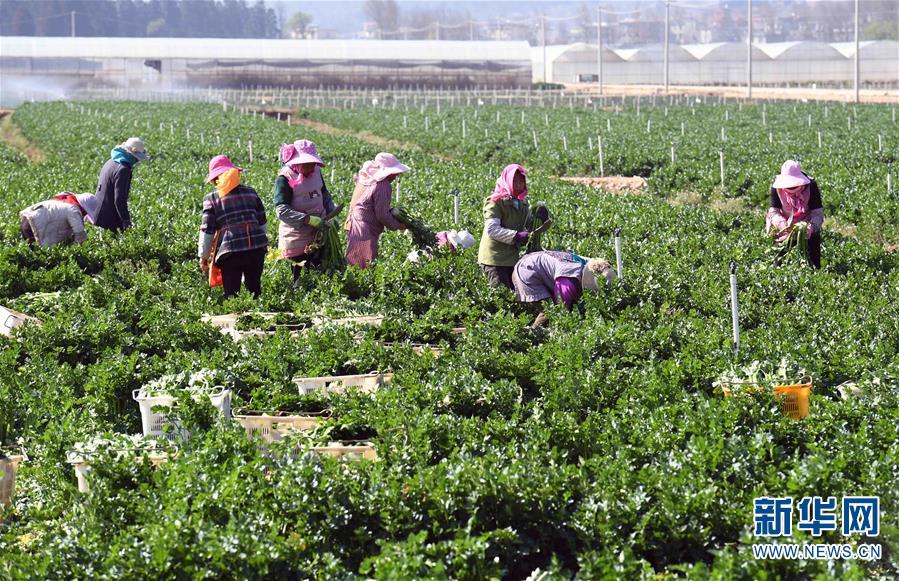 （经济）（2）云南曲靖：发展蔬菜种植产业促农增收