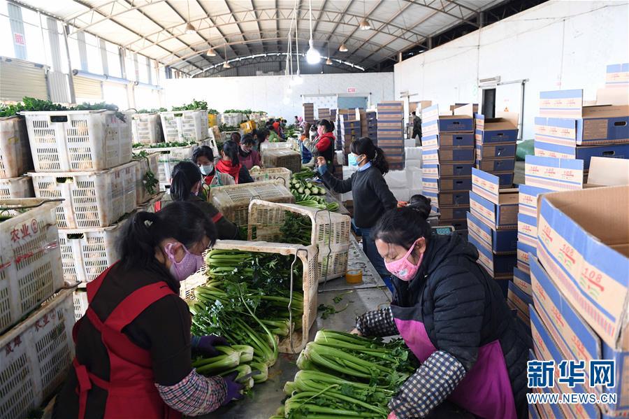 （经济）（3）云南曲靖：发展蔬菜种植产业促农增收