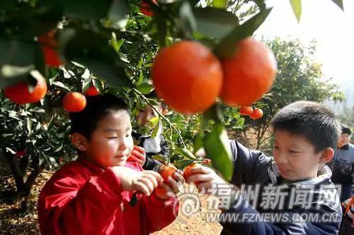 福州闽江两岸将添新网红景观 可赏“橘子红了”景观
