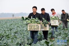 蔬菜规模化种植助农增收