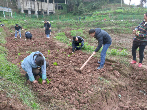 纳溪区合面小学组织教师种植蔬菜 体验劳动快乐