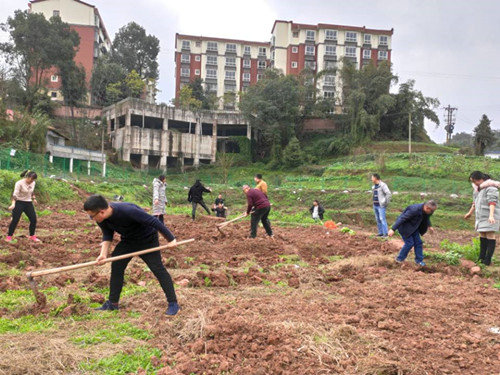 纳溪区合面小学组织教师种植蔬菜 体验劳动快乐