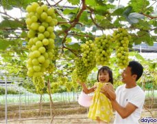 廣州南沙葡萄新貴“陽光葡萄”熟了，快去採摘，手慢無！