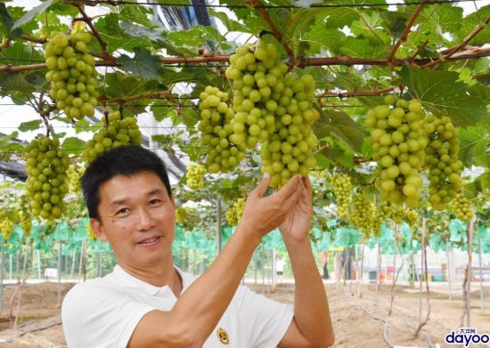 廣州南沙葡萄新貴“陽光葡萄”熟了，快去採摘，手慢無！
