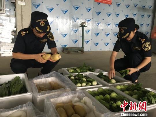     图为桂林海关关员对出口蔬菜进行现场查验。　金薇　摄