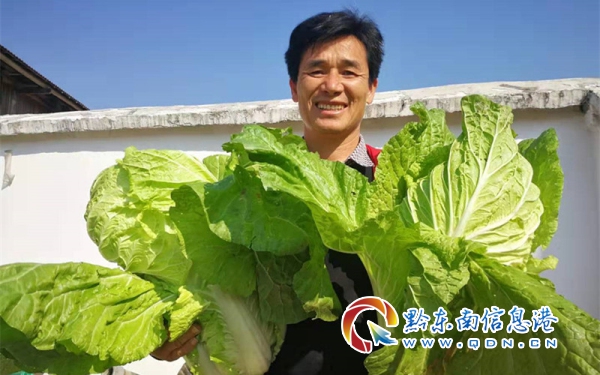 从江丙妹镇蔬菜种植助推脱贫攻坚，群众致富喜呈“新气象”