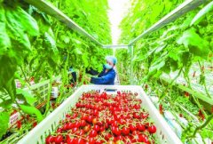 大興“番茄森林”每天產銷萬斤鮮果