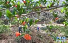 云南弥勒大力发展绿色生态水果种植