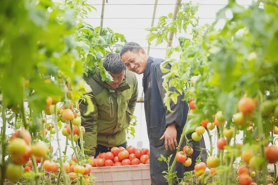 全国最大优质西红柿基地将在南乐县建成