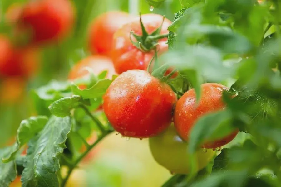 全国最大优质西红柿基地将在南乐县建成