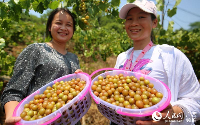 8月10日，在大苗山广西融水苗族自治县和睦镇和睦村下木村屯，两名游人在展示刚采摘的圆叶葡萄