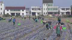 新增千亩种植基地、电话直送小区，上海金山蔬果供应出新招