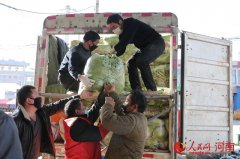 河南鲁山：村民有序赶种自发捐赠蔬菜给战“疫”一线