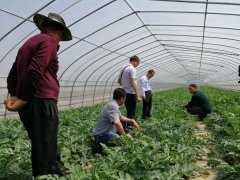 “菜单式”培训助力西瓜产业增收致富