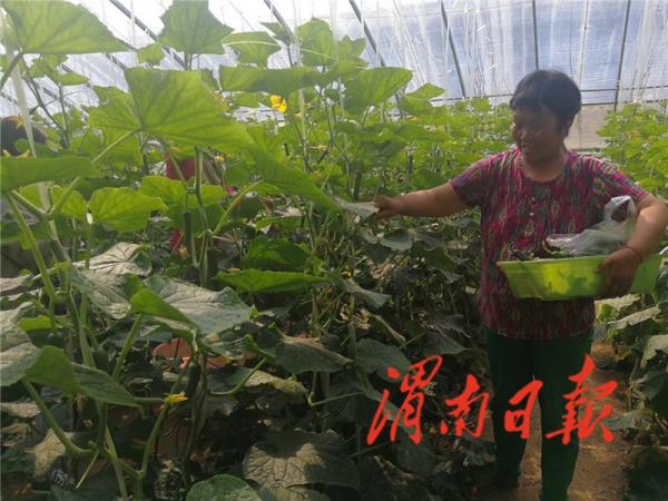 华州区扶贫产业示范园｜让大棚蔬菜带领群众致富