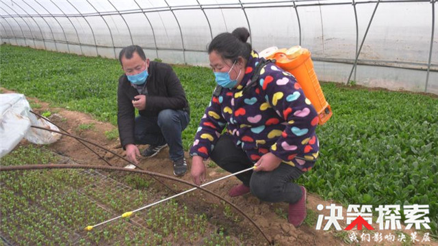 南召县云阳镇多措并举助力“有机蔬菜进京”