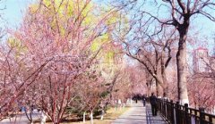 桃花园、西沽公园恢复开放（图）
