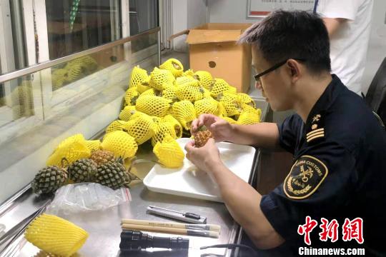 海关工作人员对该批菠萝进行经检疫处理。　李洋 摄