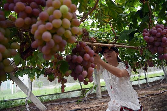 西充茂源农业优质葡萄产业园葡萄采摘正当时