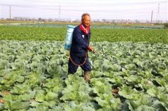 海安大公鎮發展蔬菜種植業脫水蔬菜暢銷國外