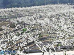 重庆忠县：桃花梨花朵朵开 万亩花海引客来
