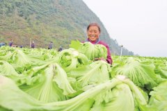 木黄镇打造新民坝区蔬菜种植基地2000亩