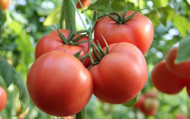 法国发现的番茄病毒，已感染几个国家，究竟怎么回事？